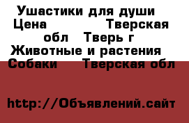 Ушастики для души › Цена ­ 20 000 - Тверская обл., Тверь г. Животные и растения » Собаки   . Тверская обл.